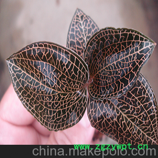 金永鹏 国内最大嘉宝果金线莲种植基地 特供金线莲鲜品 种苗图2