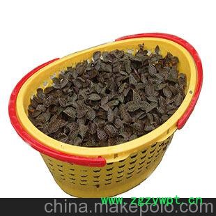 金永鹏 国内最大嘉宝果金线莲种植基地 特供金线莲鲜品 种苗图3