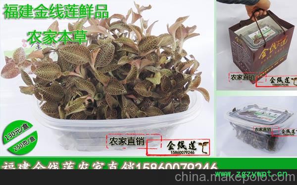 福建金线莲--抗疲劳，保肝养肝，去除熬夜皱纹