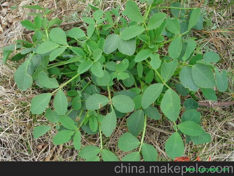 供应草本植物党参苗图4