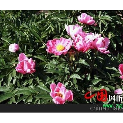 供应草本植物党参苗