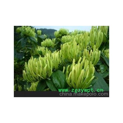 大量优质精选湘蕾系列金银花（可做花茶）