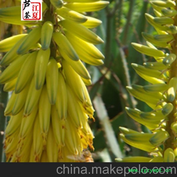 供应江夏芦荟 芦荟清肠茶 芦荟开花芦荟花图3