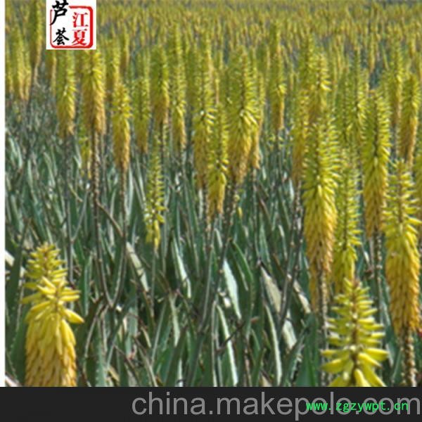 供应江夏芦荟 芦荟清肠茶 芦荟开花芦荟花图2
