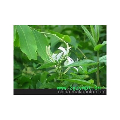 高档金银花 质量保证 诚信服务