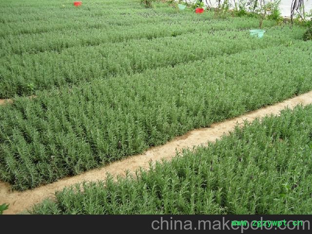 迷迭香种苗图2