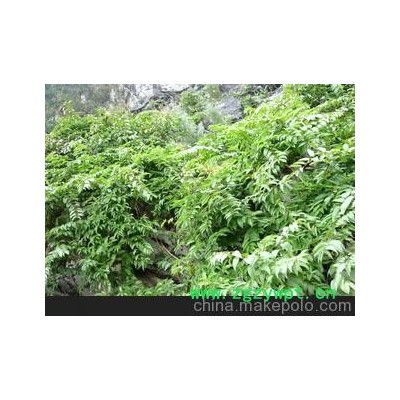 大量贵州金银花