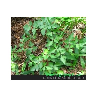 厂价直销植物原药材前胡