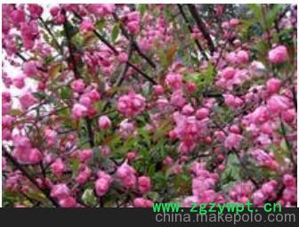 泰安红灯樱桃，泰安岱红樱桃销售、预定