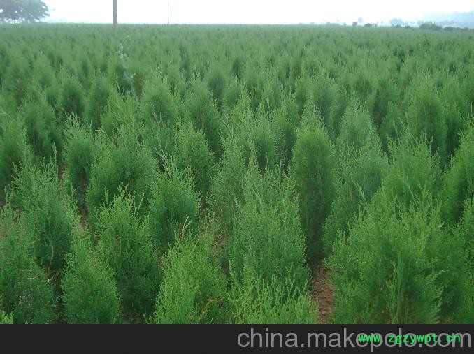 精准速推 营养袋黑松苗 图片基地