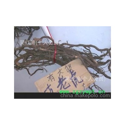 中药材批发冷背药　黑老虎、黑老虎饮片、黑老虎超细粉。