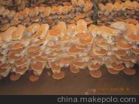 百色灵芝的价格灵芝批发图2