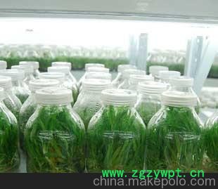 供应大运发北京650毫升菌种瓶图3