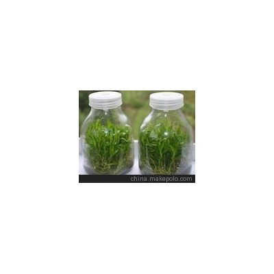 供应大运发北京650毫升组培瓶