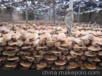 厂家热销酒泉灵芝最新价格行情图3