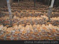 灵芝食用方法图3