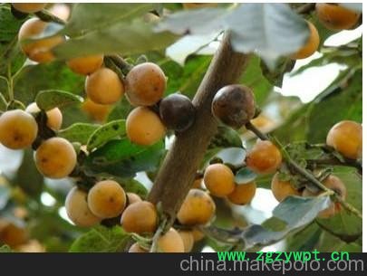 软枣苗批发 软枣树苗基地