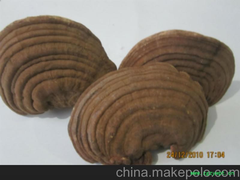 阜阳灵芝的价格灵芝批发图4