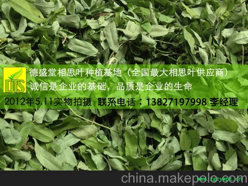 供应德盛堂 相思叶图2