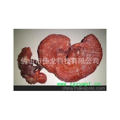 大量供应红灵芝