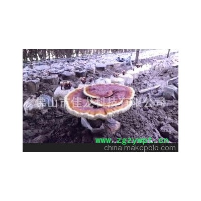 巨型红灵芝