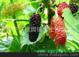 桑蚕之乡 桑茶叶 干桑叶