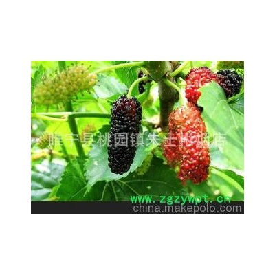 桑蚕之乡 桑茶叶 干桑叶