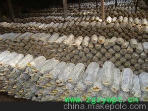 伊春灵芝的价格灵芝批发图2