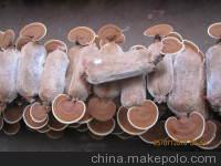 灵芝的食用方法图4