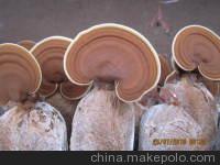 灵芝的食用方法图2