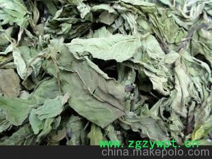 中药材&mdash;&mdash;薄荷
