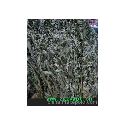 翻白草 中药材 翻白草番百草 糖尿病的克星