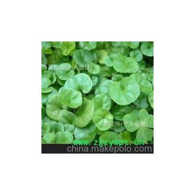 中药材批发供应　马蹄金、马蹄金粉(图)