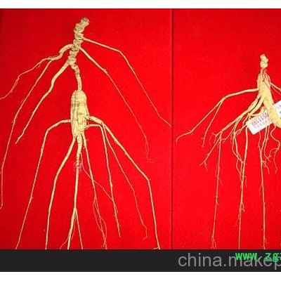 无锡山参厂家直销