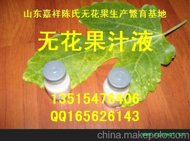 无花果白色汁液 富含蛋白酶图2