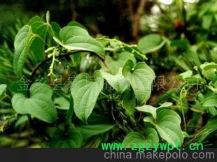 金乡县宏辰商贸有限公司供应日本长白红斑山药