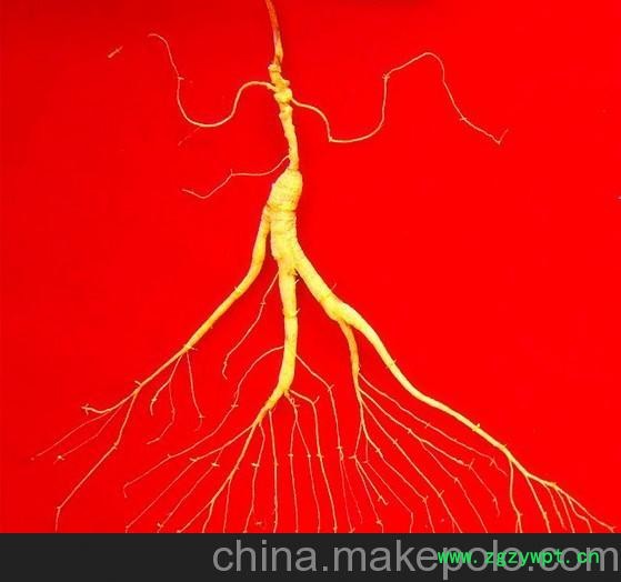 无锡山参批发价格图3