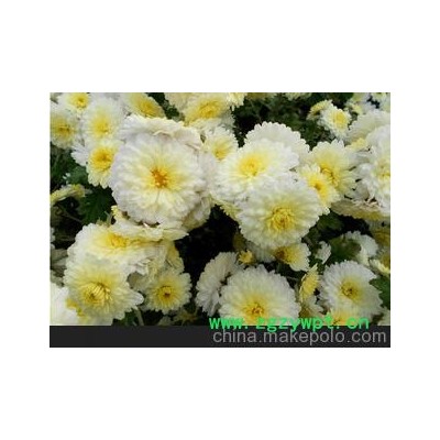 七月菊 优质菊花 市场专业批发上百种花草茶 养生中药材 欢迎光顾