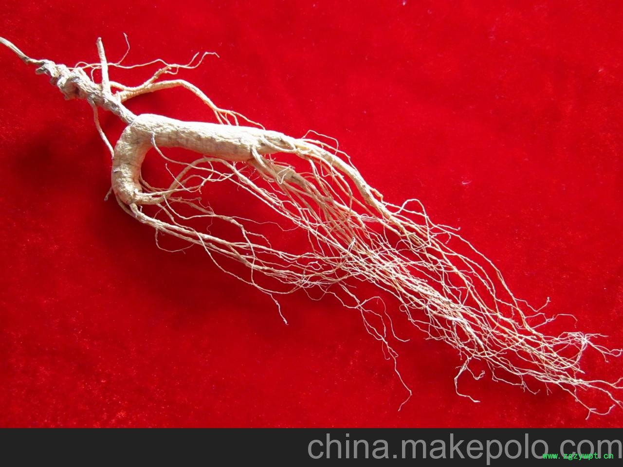 无锡山参市场报价图3