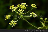 大量供应原生态中药材柴胡