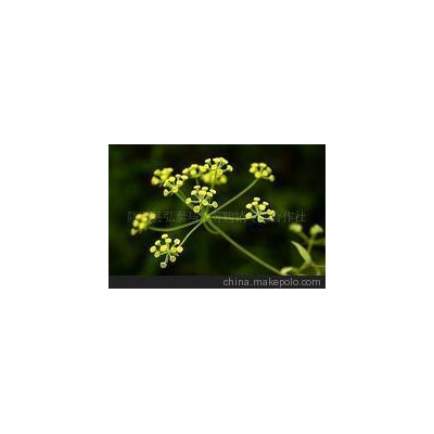 大量供应原生态中药材柴胡