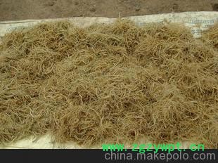 滋补中药&mdash;&mdash;三七根