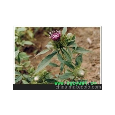 产区供应优良 白术