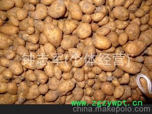 大量供应-- 天麻 鲜天麻 保鲜天麻 宜昌天麻批发 保质保量