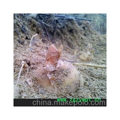 下堡坪正宗天麻 精选2-3个/500g 新鲜活天麻 直销云南 批发