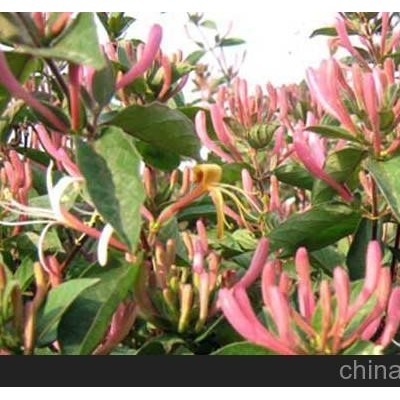 寿光航天丹参种植基地/凯瑞航天丹参制品