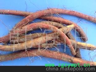 丹参干 新鲜丹参 丹参种