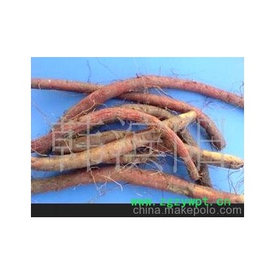 丹参干 新鲜丹参 丹参种