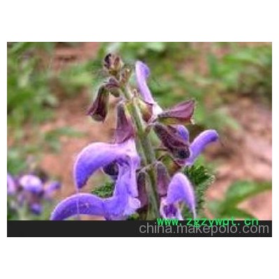 收购 收购凯瑞大量收购航天丹参/高价格收购航天丹参