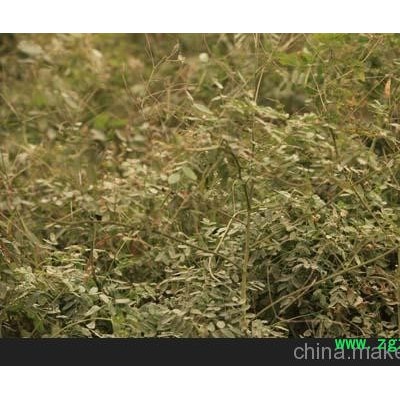 航天丹参厂家 航天丹参价格 航天丹参批发 寿光市凯瑞有机蔬菜